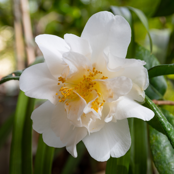 FSS Camellia Japonica Extract ECO